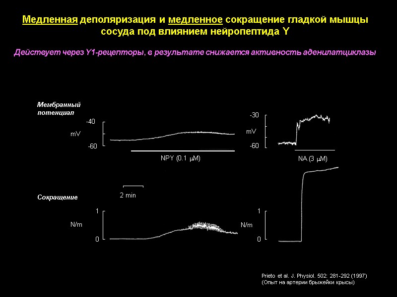 -40 -60 mV -30 -60 mV 1 0 N/m 1 0 N/m NPY (0.1 -40 -60 mV -30 -60 mV 1 0 N/m 1 0 N/m NPY (0.1